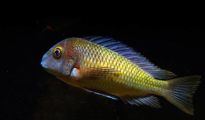 Tropheus moorii 'Lufubu'